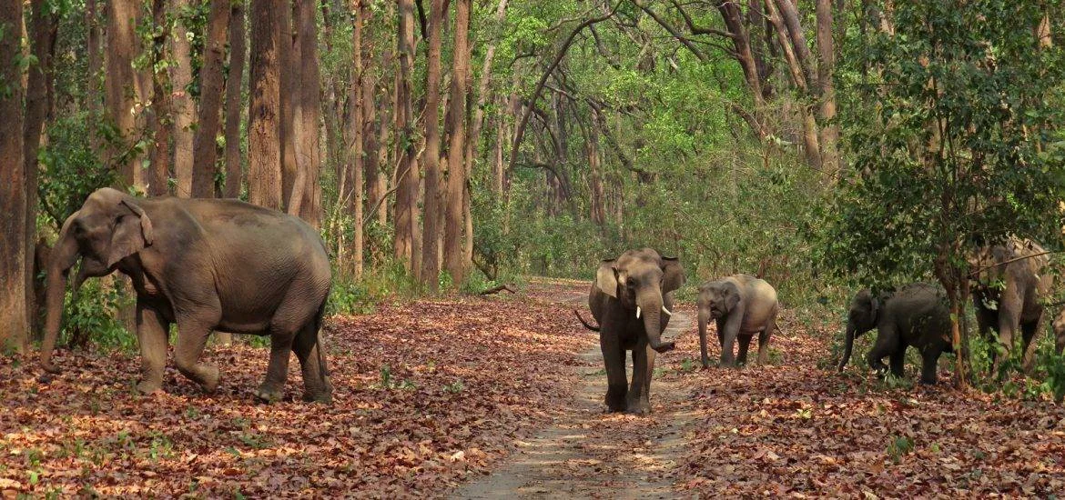 Dehradun to Jim Corbett taxi